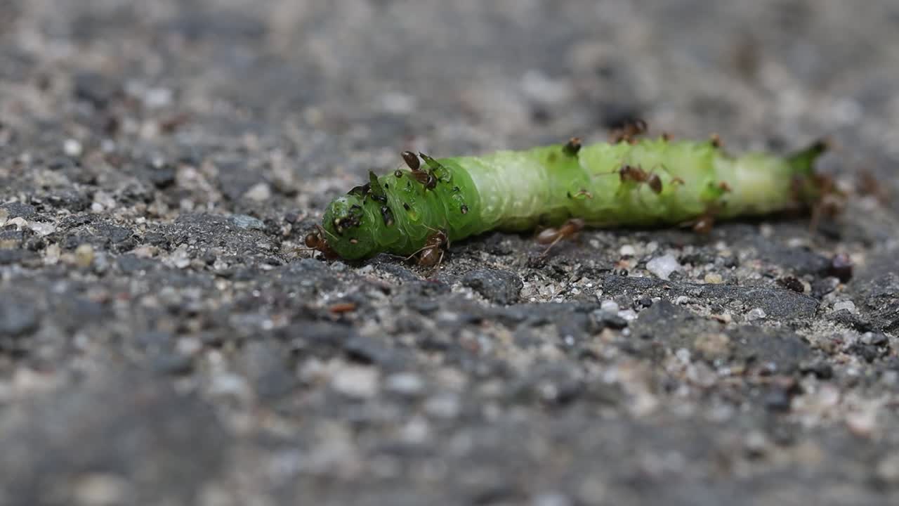 Ants covering a caterpillar, biting it and trying to drag it back to the nest