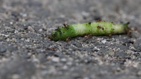 ants covering a caterpillar, biting it and trying to drag it back to the nest