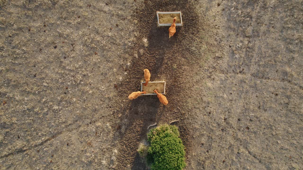 건초를 먹는 소의 하향식 드론 샷 낮추기