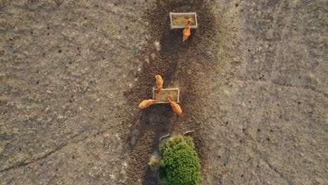 bajando la toma de drones de arriba hacia abajo del ganado alimentándose de heno