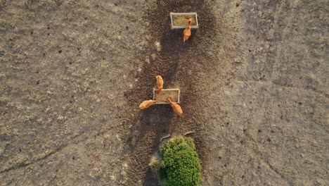 lowering top down drone shot of cattle feeding on hay