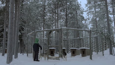 Child-looking-at-husky-dogs-in-outdoor-cage