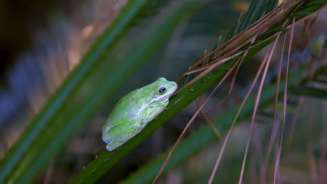 Nahaufnahme-Des-Grünen-Laubfrosches,-Der-Während-Des-Sommernachmittags-Auf-Einem-Farnzweig-Ruht