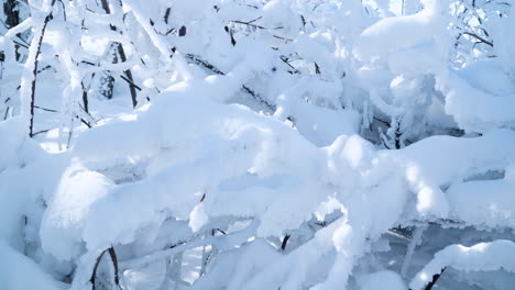 Primer-Plano-De-Ramas-De-árboles-Cubiertas-De-Nieve-En-El-Frío-Y-Soleado-Clima-Invernal-En-La-Montaña-Balwangsan,-Gangwon-do---Paralaje-En-Cámara-Lenta