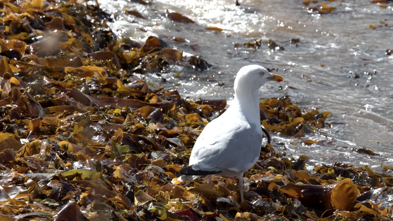 A seagull stands motionless on kelp-strewn shore as sunlight reflects off gentle ocean waves