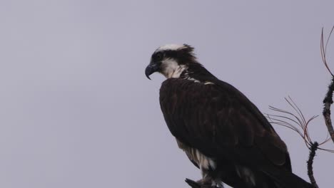 close up of an osprey sitting in grey storm clouds