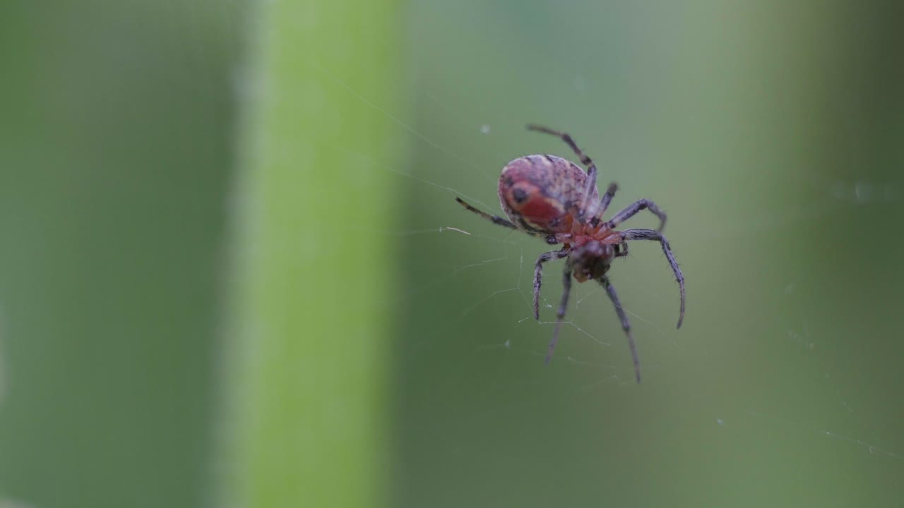 una araña versicolor alpaida sentada en su telaraña