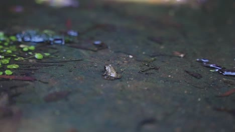 small japanese frog on tomogashima island, jumping away