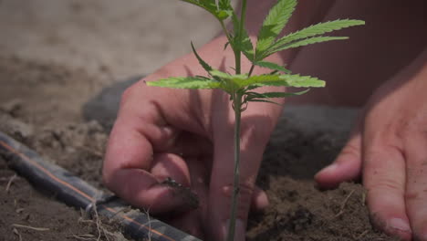 hands gently planting hemp seedling in ground outside on farm