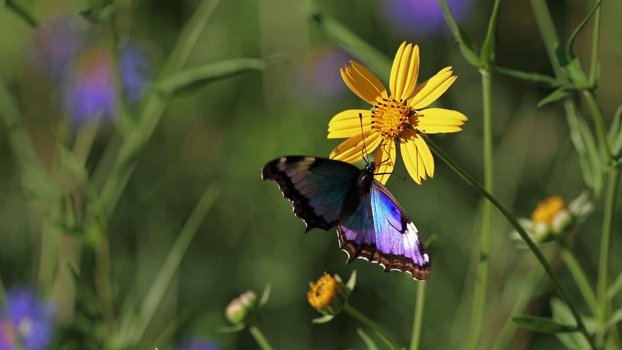 Video ravvicinato di una farfalla blu vibrante in volo, ripresa all'altezza degli occhi, con uno sfondo verde sfocato.