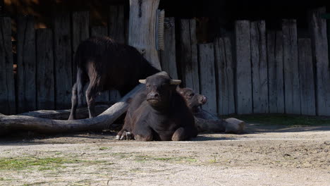 Búfalo-De-Agua-Madre-E-Hijo-Descansando-En-El-Suelo-Bajo-El-Sol