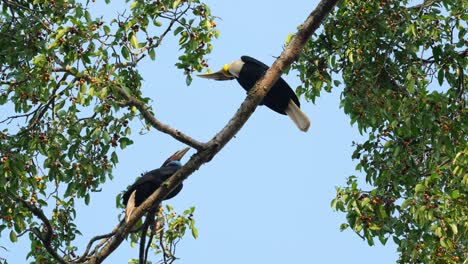 male giving food to the female while perched on a branch, wreathed hornbill rhyticeros undulatus male-female, thailand