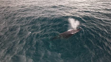 humpback whale diving under the ocean with spout of white water emerging from its blowhole. aerial shot
