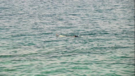 swimmer snorkelling on the surface of the ocean