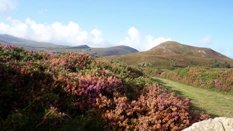 rural idyllic welsh mountain valley covered in colourful scenic heather wilderness left dolly