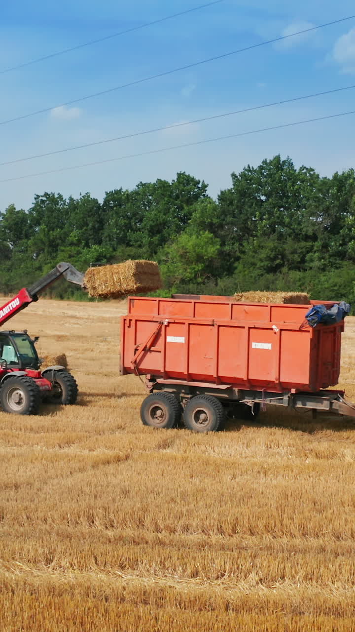 Little but powerful skid loader carries big hay bale to put it on the tractor. Process of gathering straw in the field. Green trees backdrop. Vertical video