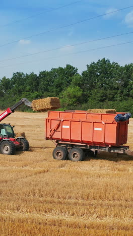 little but powerful skid loader carries big hay bale to put it on the tractor. process of gathering straw in the field. green trees backdrop. vertical video