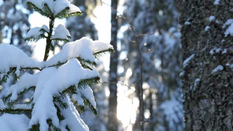 beautiful winter forest