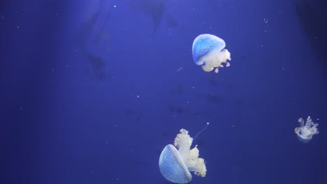 Vista-Cercana-De-Algunas-Medusas-Nadando