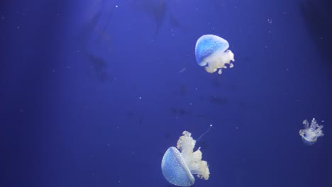 close view of  some jellyfishes swimming