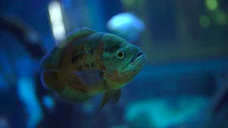 peces de colores acuario cámara lenta
