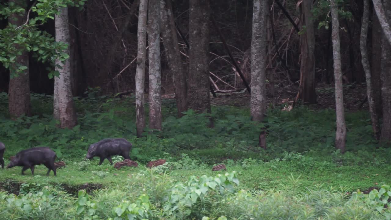 Un gruppo di cinghiali che cammina lungo il limitare del bosco mentre cerca cibo.