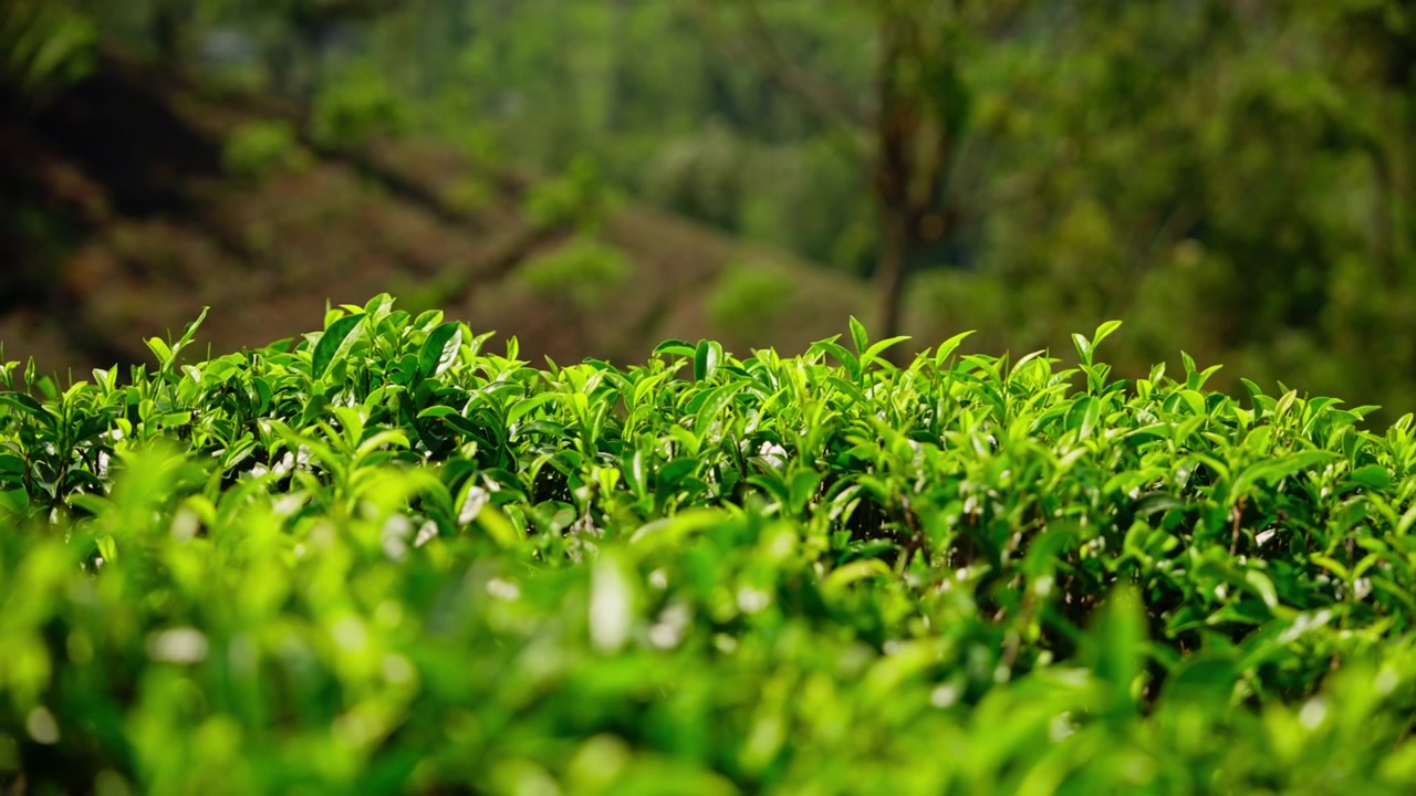Primo piano di foglie e germogli freschi di tè verde che crescono in file ordinate su una piantagione collinare in Sri Lanka, con campi terrazzati sfocati sullo sfondo
