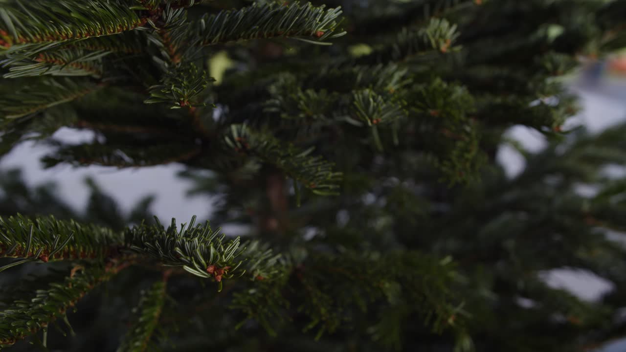 Hanging Golden Christmas bubble on Christmas Tree Daylight 4K