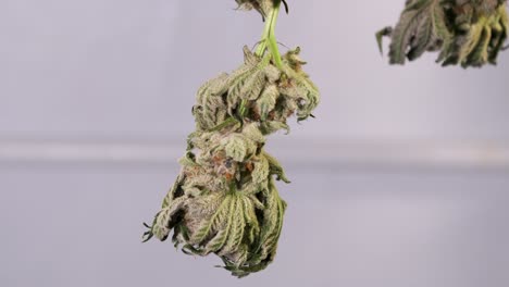 dolly shot of drying cannabis plants in a grow tent