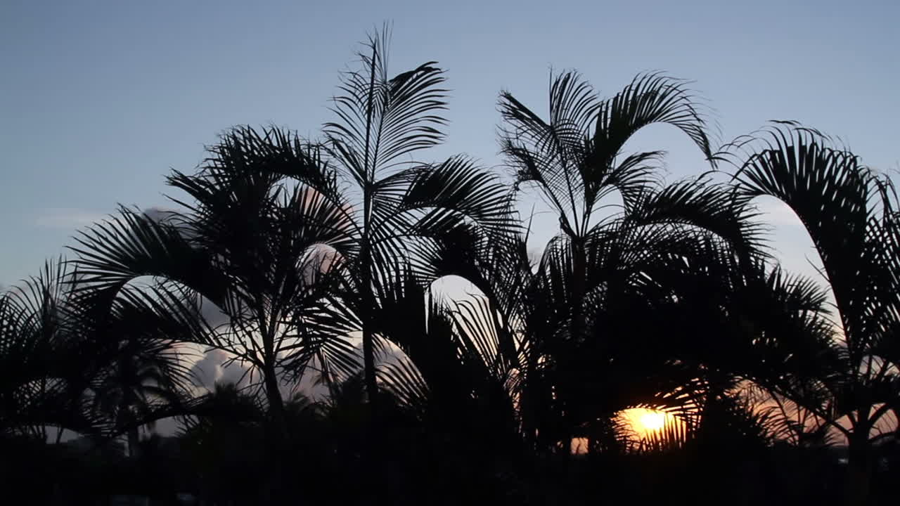 칸쿤 팜스 선셋 1