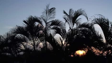 Palmeras-De-Cancun-Atardecer-1