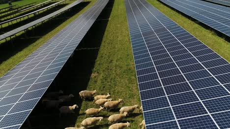 a film shot from a drone, a photovoltaic farm, a lot of solar panels, an installation generating renewable energy, green energy