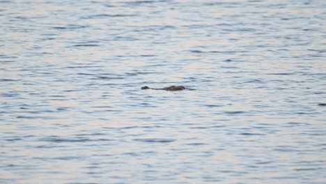 Nadando-Hacia-La-Izquierda-Y-Luego-Desaparece-En-El-Agua-Como-Un-Avistamiento-Raro,-Cocodrilo-Siamés-Crocodylus-Siamensis,-Tailandia