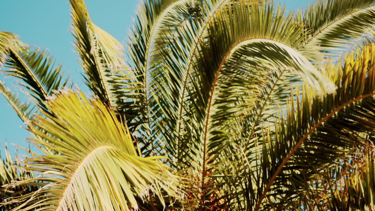 Close ip of fresh green palm leaves swaying gently in daylight