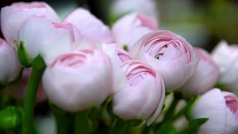 Pink-spray-roses-with-closed-buds-in-shallow-focus,-Handheld-pan-left-reveal-shot