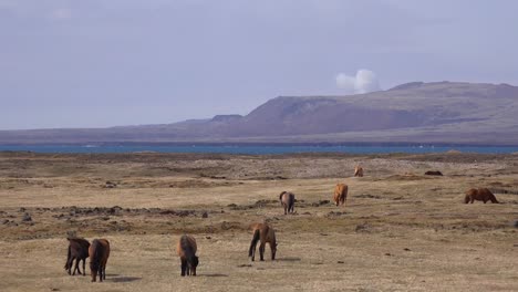 Massive-Volcanic-Plume-Or-Smoke-Cloud-Erupts-From-The-Fagradalsfjall-Volcano-Volcanic-Explosive-Eruption-In-Iceland-With-Icelandic-Ponies-In-Field-Foreground