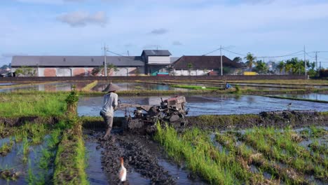 Agricultor-Operando-Tractor-Sobre-Campos-De-Arroz-Fangosos-Cerca-De-Seseh-En-Bali,-Indonesia