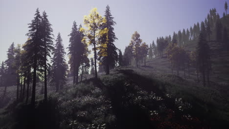 sunlit forest scene with diverse trees and vibrant undergrowth in early morning