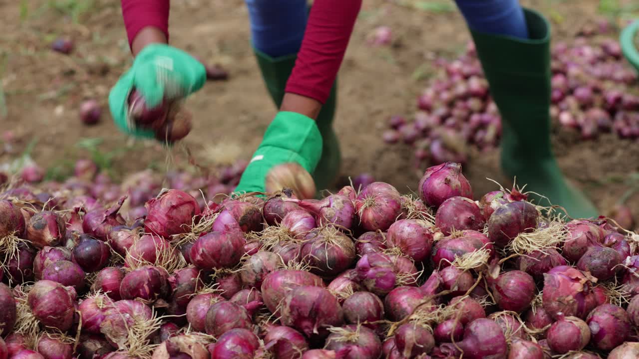 agricultora africana recoge cebollas recién cosechadas en una granja de cebollas