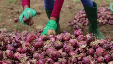 Female-African-farmer-gathers-freshly-harvested-onions-on-onion-farm