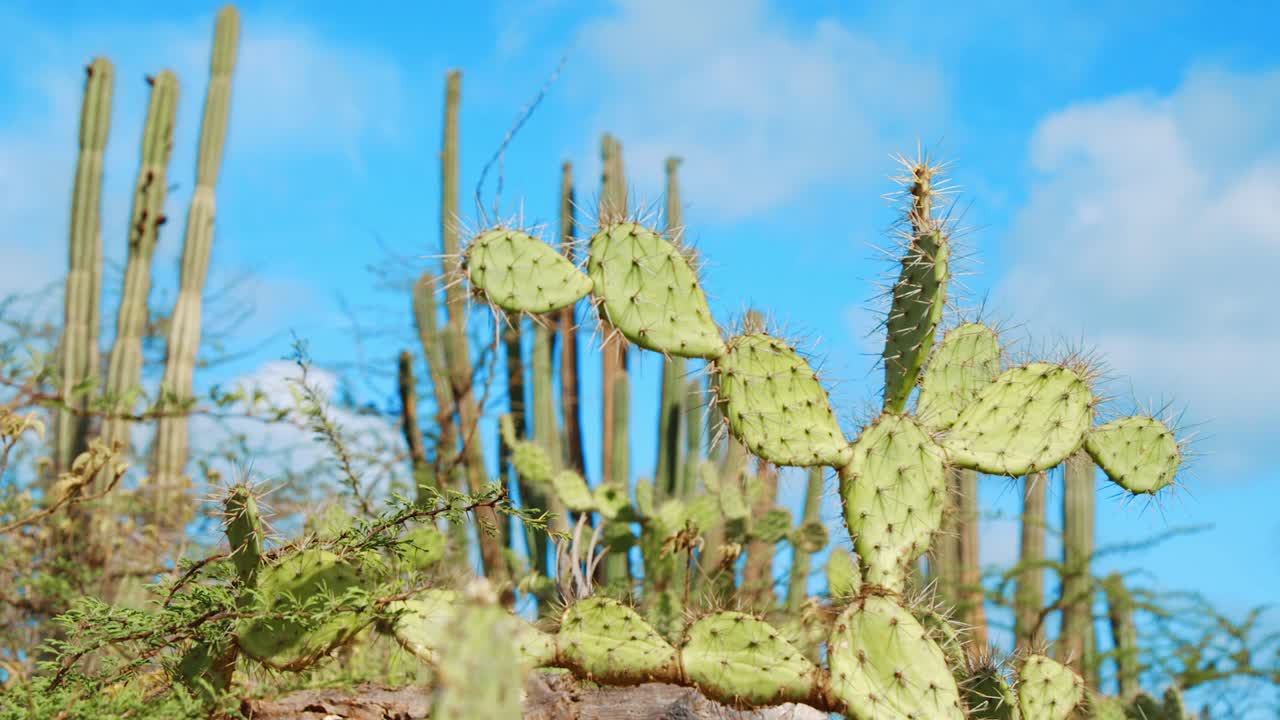 cactus de pera espinosa con cactus vela en un fondo de enfoque suave, del caribe