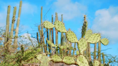 prickly pear cactus with candle cacti in soft focus background, caribbean