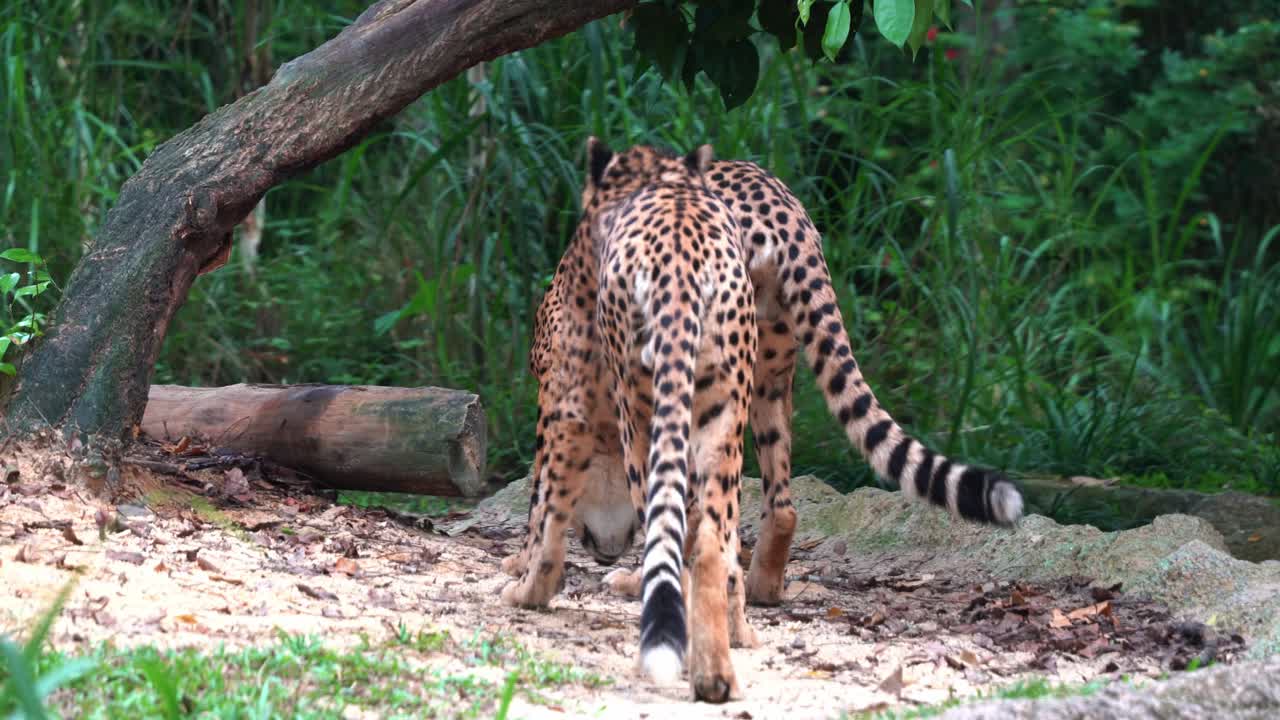 dos gatos salvajes, guepardos asiáticos, acinonyx jubatus venaticus caminando y preguntándose por el entorno, movimiento de mano después de la toma