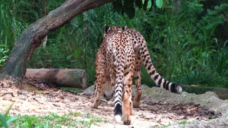 two wild cat, asiatic cheetah, acinonyx jubatus venaticus walking and wondering around the environment, handheld motion following shot