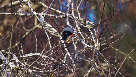 rear wide view of red eurasian bullfinch eating buds from tree, slowmo