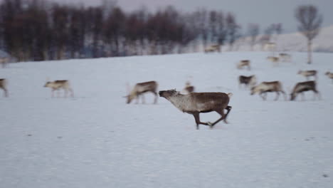 young wild reindeer running through a herd in a natural snowy arctic environment