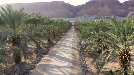 Vuelo-Rápido-Sobre-Ruta-Terrestre-En-Medio-De-Una-Plantación-De-Palmeras-En-El-Desierto-De-Israel,-Disparo-De-Drones