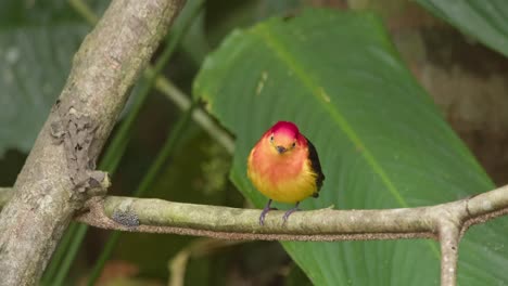 a colorful band-tailed manakin is perched on a tree branch and defecates, looks around and then flies away, close up static shot