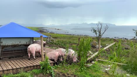 Mittlere-Schwenkaufnahme-Von-Schweinen,-Die-An-Einem-überdachten-Futtertrog-In-Einem-Eingezäunten-Stall-Entlang-Der-Norwegischen-Küste-Fressen,-Mit-Sturmverhangenen-Bergen-Im-Hintergrund