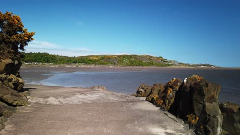 scottish bay at low tide on a sunny day with path in the foreground and yellow gorse on the hill